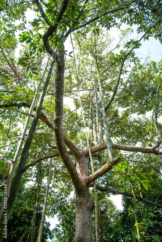 Durian on tree