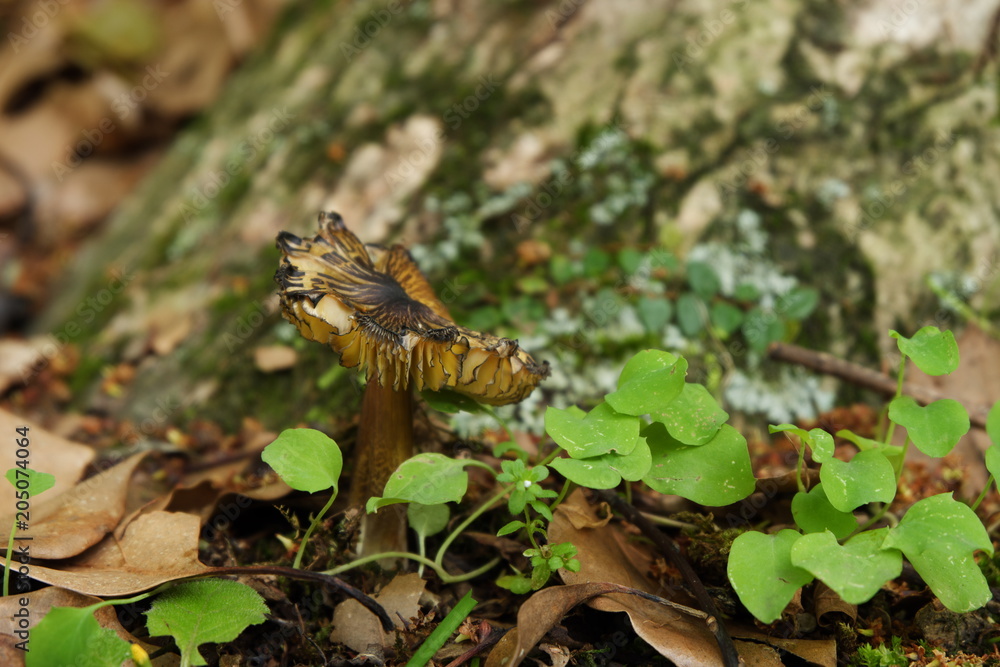 Naklejka premium キノコのある風景
