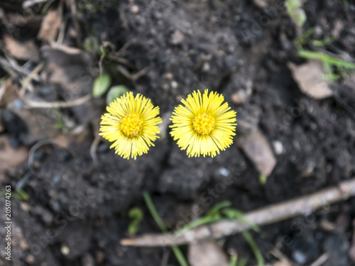 Fototapeta Naklejka Na Ścianę i Meble -  Two lonely dandelion flowers black ground top view