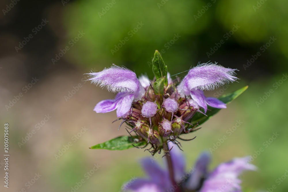 flower flower