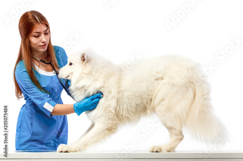 Veterinarian with dog, on table in vet clinic, animal doctor concept photo