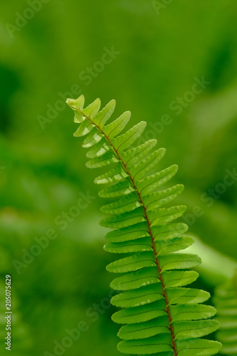 leaf of fern © paramee