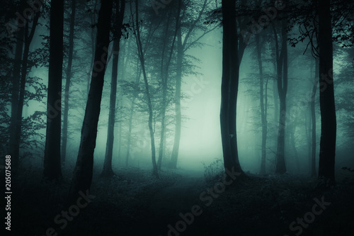 Obraz na plátně dark foggy road, scary woods landscape
