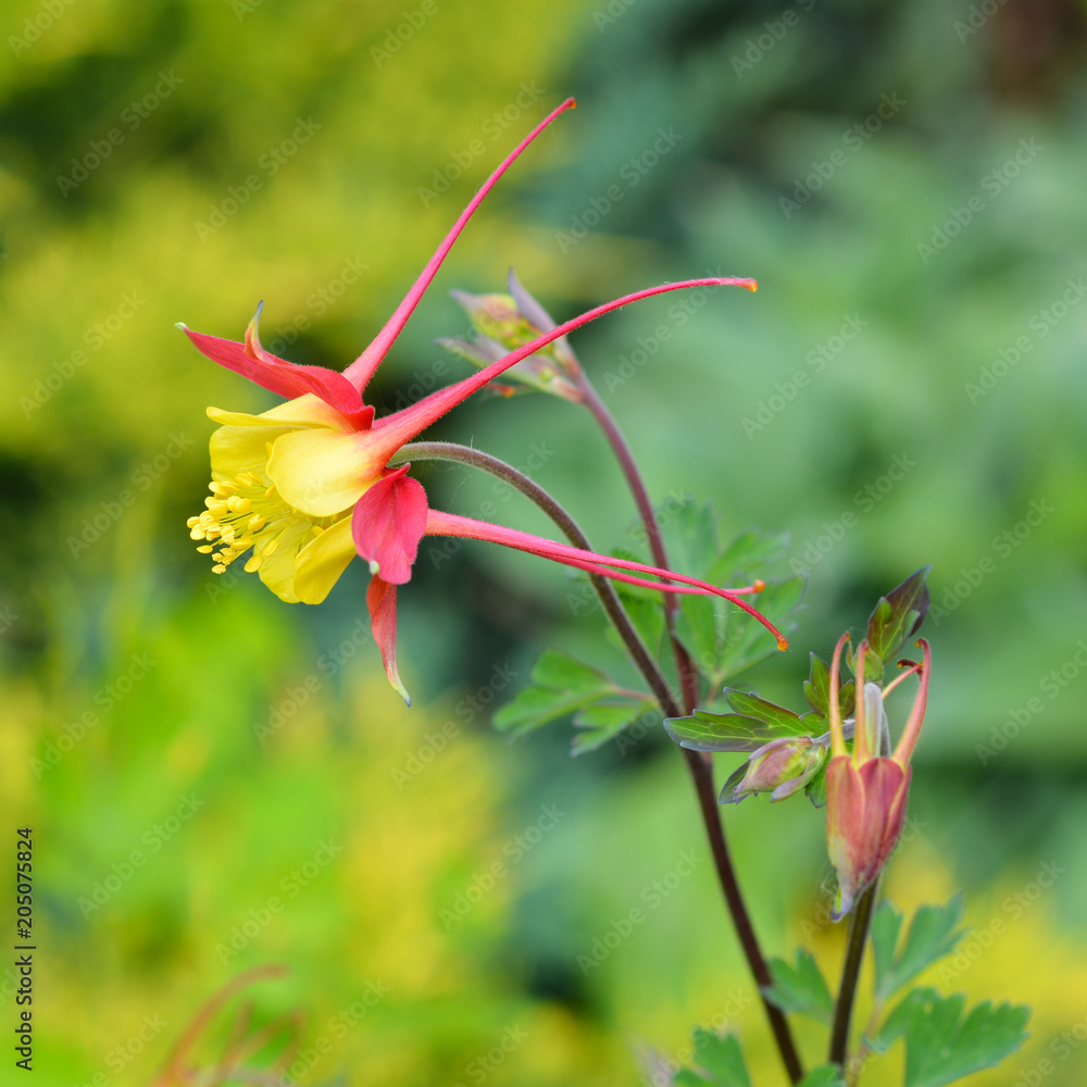 Flowers of yellow and red aquilegia in the spring garden.