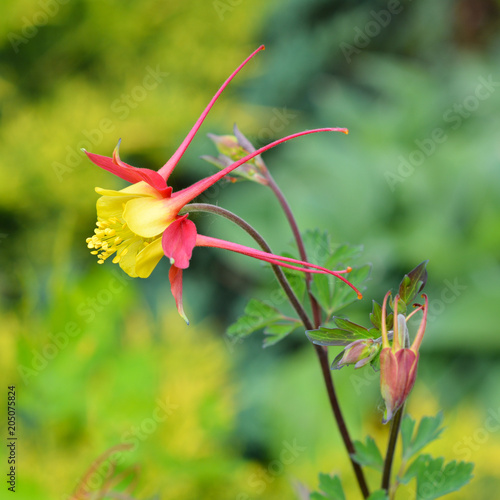 Photography Flowers of yellow and red aquilegia in the spring garden.