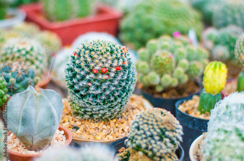 Fototapeta premium Plenty of colorful healthy cactus planted in pot together, there are many kinds of them