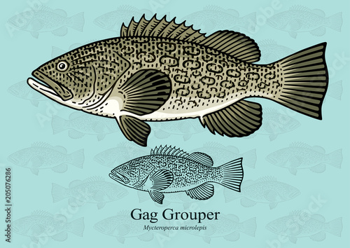 Gag Grouper. Vector illustration with refined details and optimized stroke that allows the image to be used in small sizes (in packaging design, decoration, educational graphics, etc.) photo