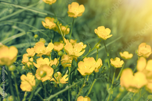 Yellow flower in meadow - Buttercup flower in grass