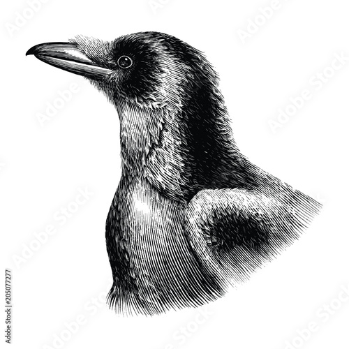 Crow hand drawing vintage style