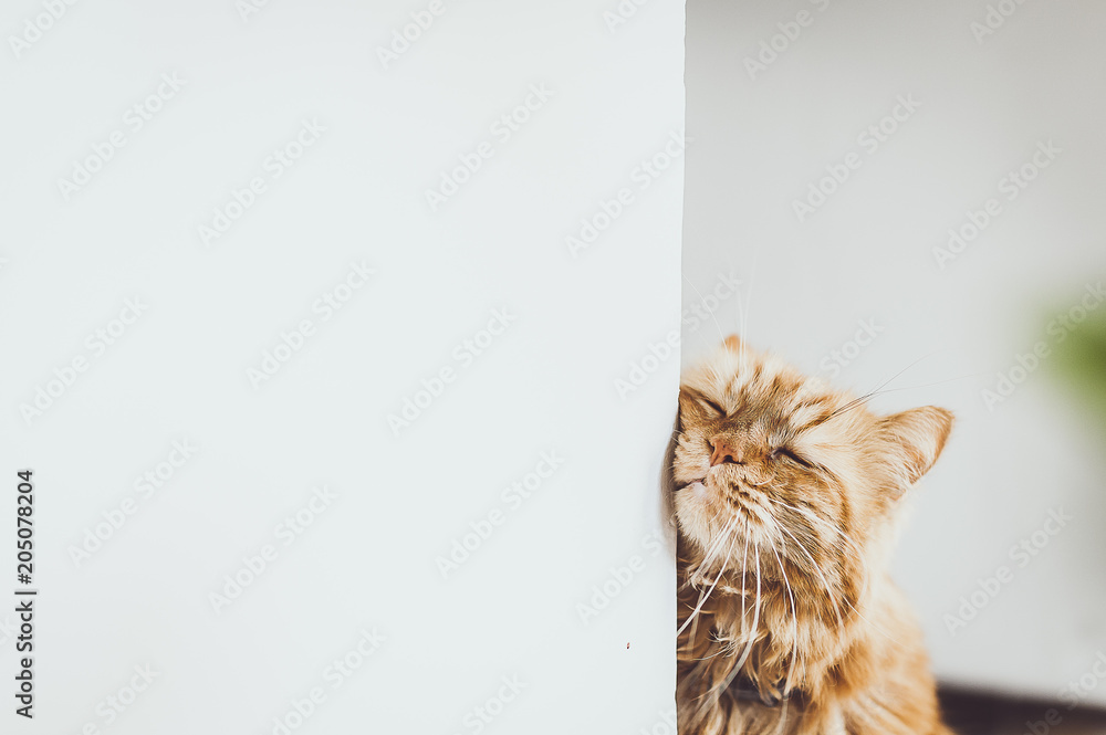 Chat angora roux qui se frotte contre le mur