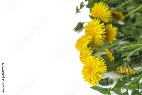 Fototapeta Naklejka Na Ścianę i Meble -  Dandelions on white background