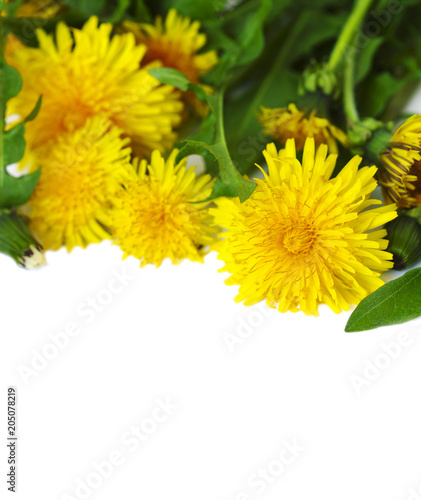 Fototapeta Naklejka Na Ścianę i Meble -  Dandelion isolated on white background