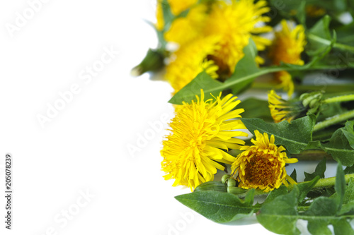 Fototapeta Naklejka Na Ścianę i Meble -  Dandelions on white background