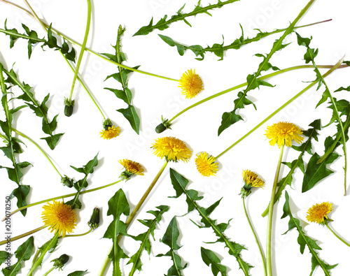 Fototapeta Naklejka Na Ścianę i Meble -  Dandelion isolated on white background