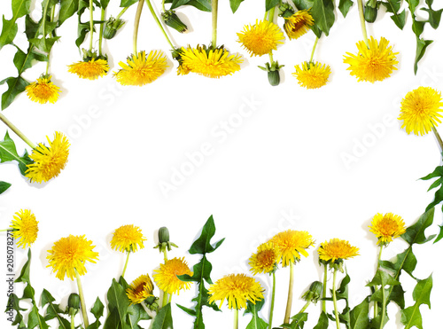 Fototapeta Naklejka Na Ścianę i Meble -  Dandelions isolated on white background