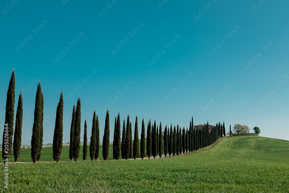 Alley of cypress trees in Tuscany. Italy Alley of cypress trees in Tuscany. Italy