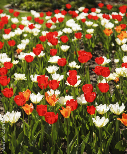 Fototapeta Naklejka Na Ścianę i Meble -  Beautiful colorful tulips. Tulips in spring at the garden, nature background.