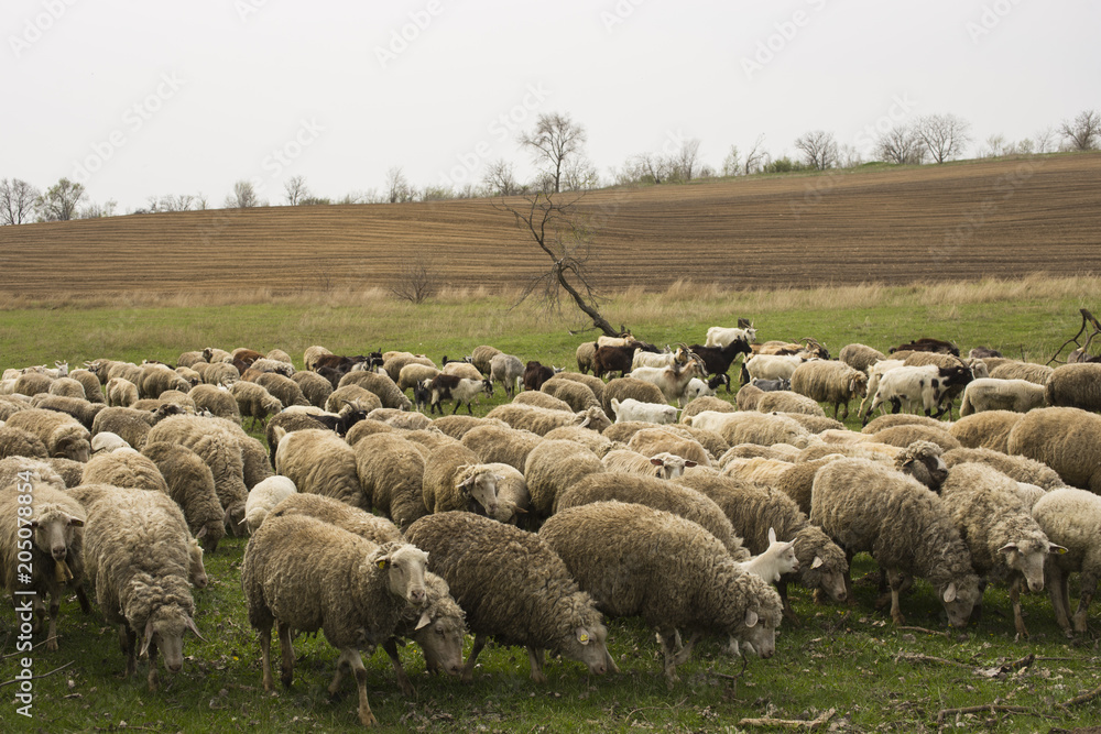 Obraz premium A herd of goats and sheep. Animals graze in the meadow. Mountain pastures of Europe.