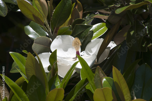 Sydney Australia  white southern magnolia bloom surrounded by leaves