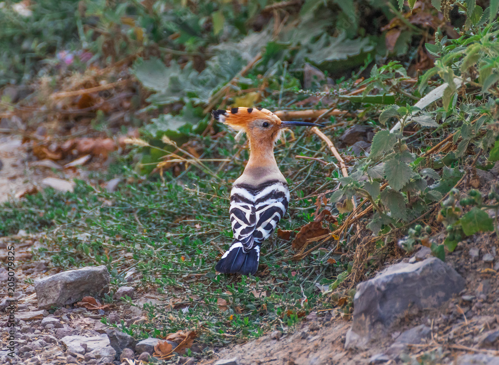 Obraz premium Armenia is a wonderful mix of soviet heritage and orthodox landmarks, surrounded by a stunning nature. Here's one of the numerous species of birds you can spot in the countryside