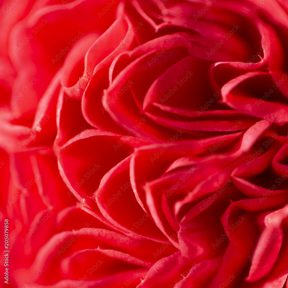 The texture of the tender petals is red.