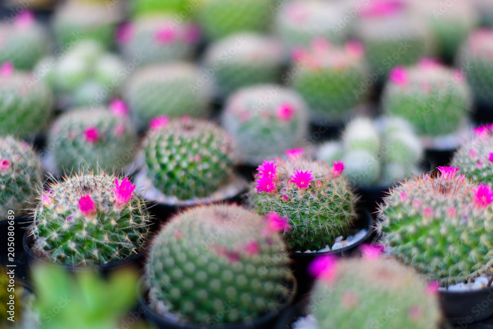 Photo of cactus and succulents arrange with pink flower selective focus Photo of cactus and succulents arrange with pink flower selective focus