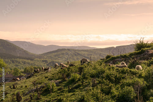 sheep on the mountain summer pastures near Brinje in the region of Lika, Croatia