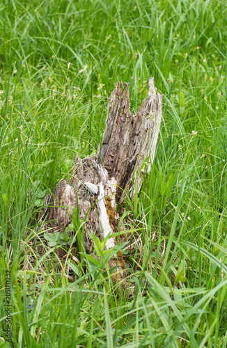 rotting remnant of a tree in the green grass photo