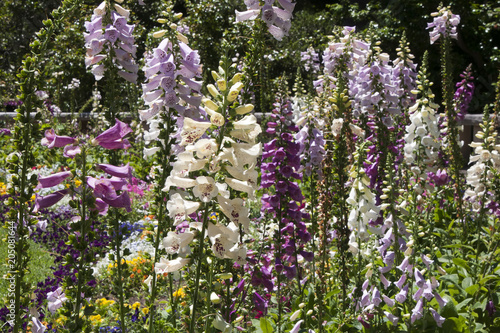 Fotografie Sydney Australia, garden of foxglove flowering spikes
