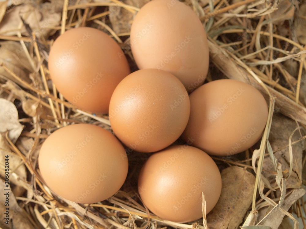 Chicken eggs on dry grass