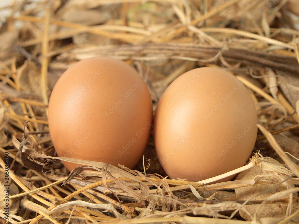 Chicken eggs on dry grass Chicken eggs on dry grass
