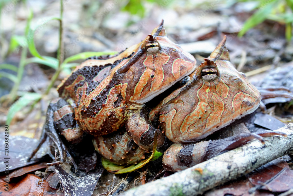 Obraz premium Surinam horned frogs mating