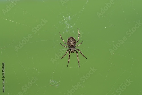 Nahaufnahme einer Kreuzspinne in ihrem Spinnennetz
