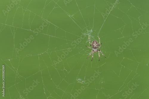 Nahaufnahme einer Kreuzspinne in ihrem Spinnennetz