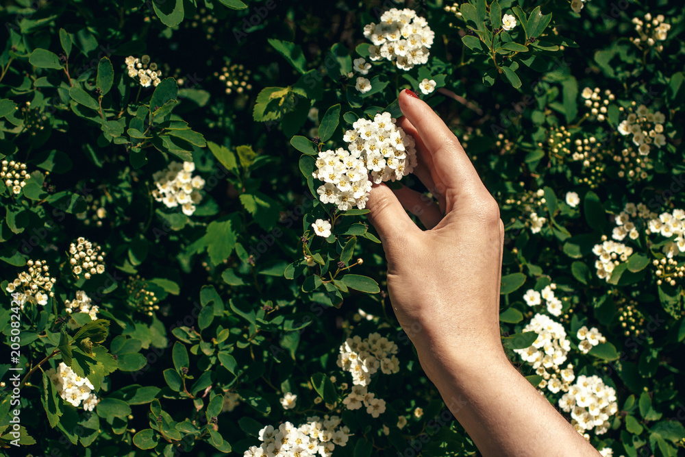 hand holding beautiful spirea flower in sunlight. girl touching spiraea white flowers bush in sunny summer garden. enjoying life. protecting nature