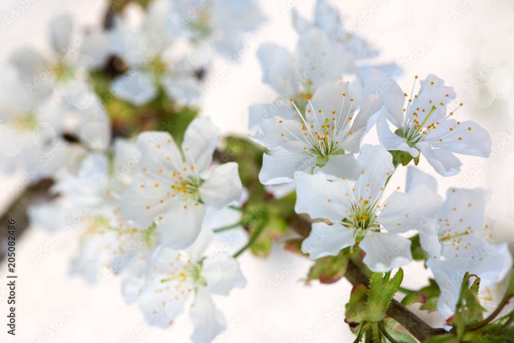 White flowers of cherry trees in the spring. White flowers of cherry trees in the spring.