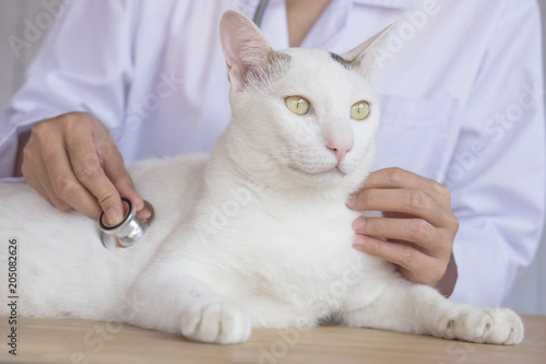 female veterinarian hand holding stethoscope checking up cute white cat at vet clinic 
