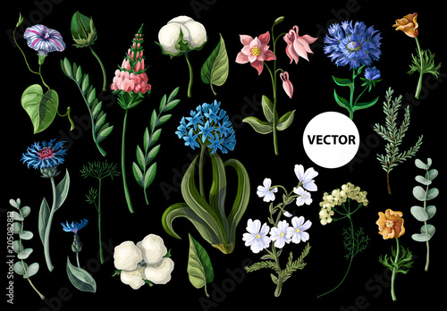Wild flowers isolated on a black background. Vector illustration.