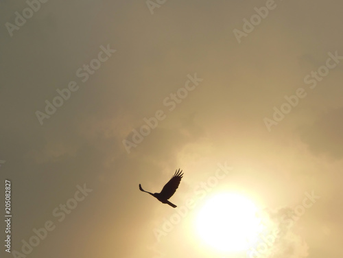 Crow bird flying while passing by the glowing sun on a cloudy day looks like if coming out of sun