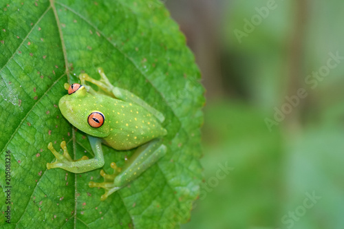 Glass frog on leaf
