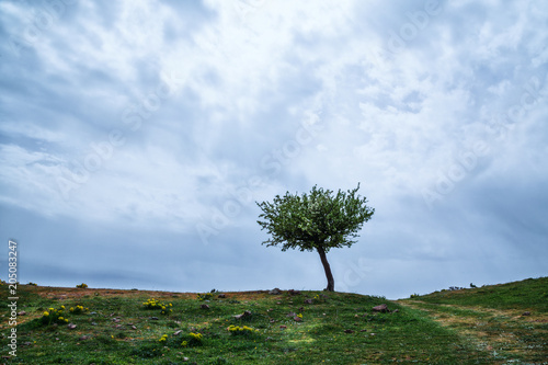 Panorama  albero solitario