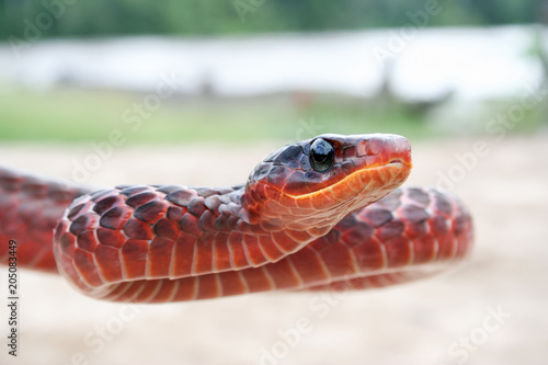 Red Surinam snake
