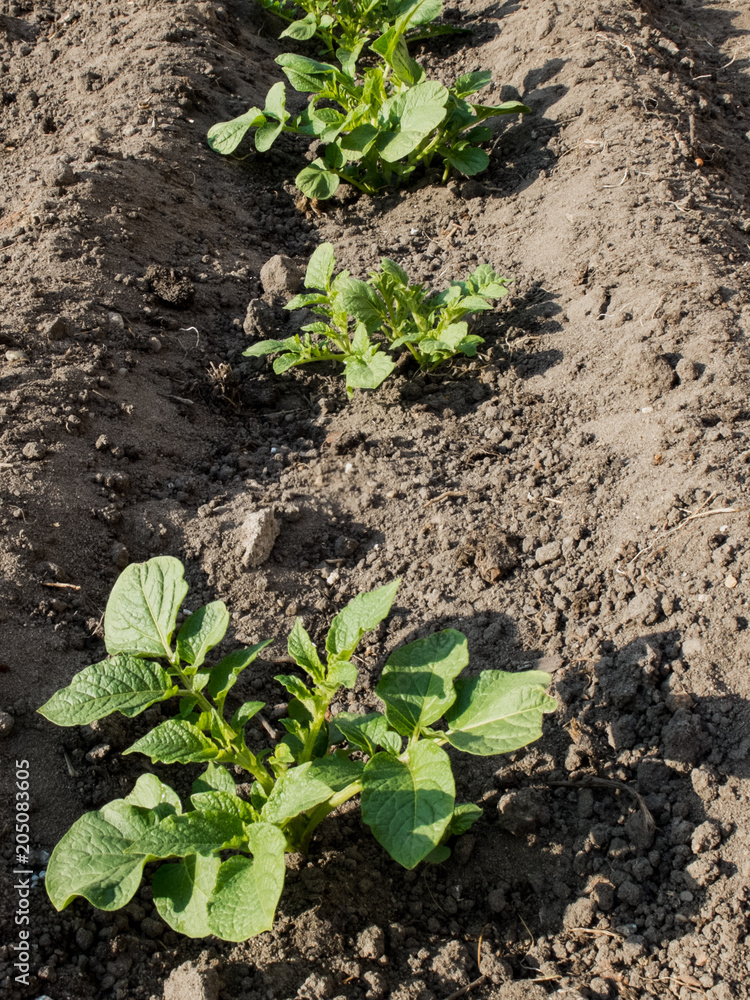 Young Potato Plants in Spring Young Potato Plants in Spring