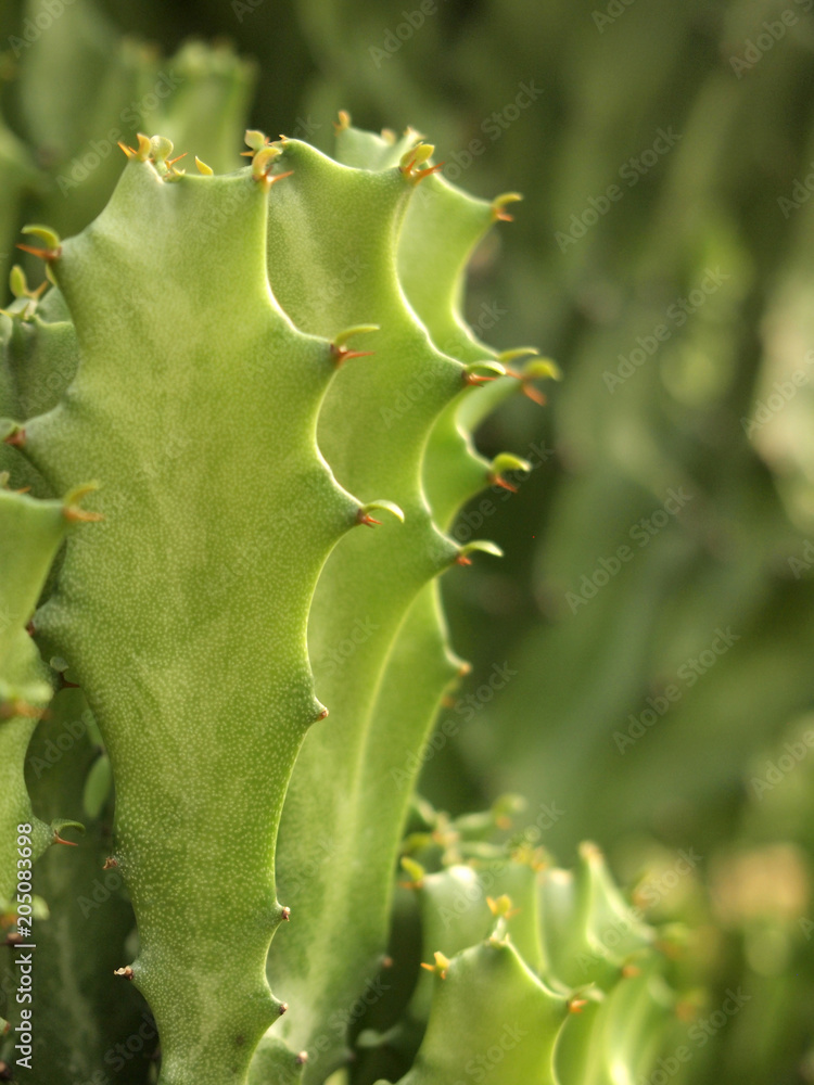green cactus close up green cactus close up