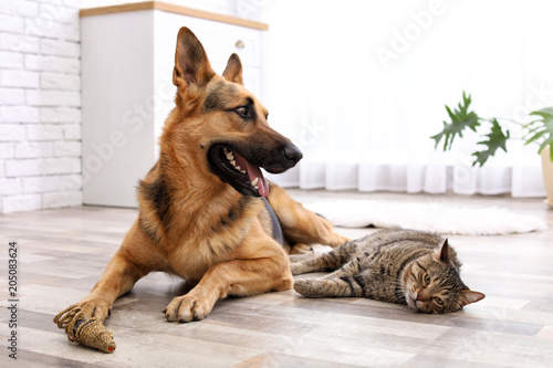 Adorable cat and dog resting together at home. Animal friendship