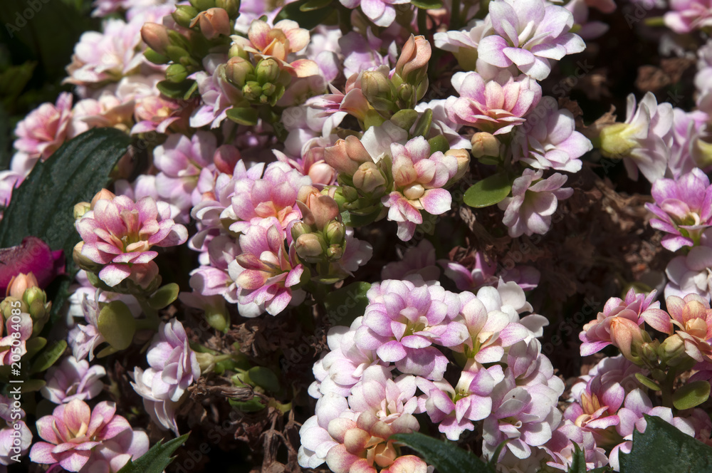Sydney Australia, shrub with small pink flowers Sydney Australia, shrub with small pink flowers