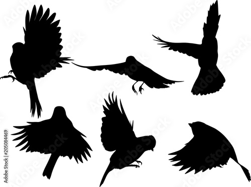 set of six black flying tits on white
