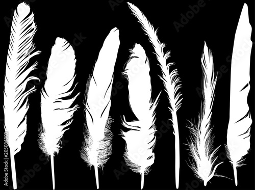 seven long white feathers isolated on black
