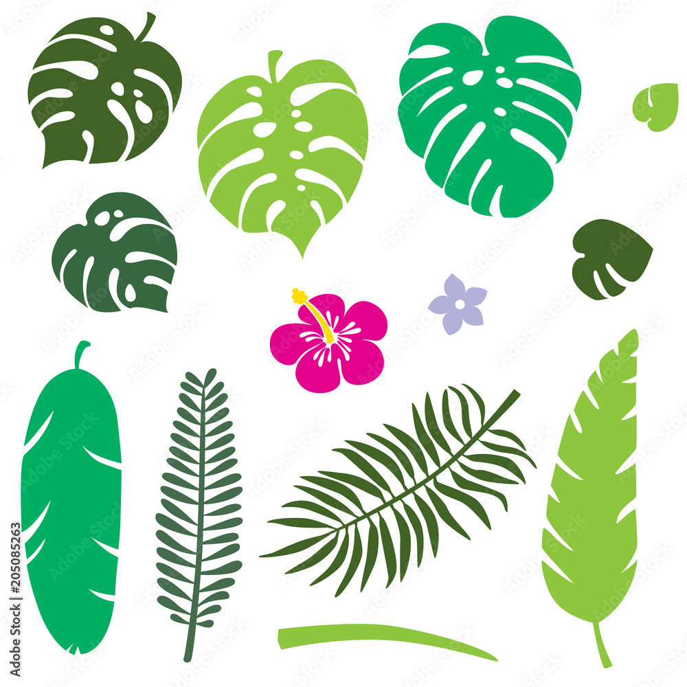 Set of tropical leaves. Jungle foliage. Green palm leaves isolated on the white background. Vector illustration Set of tropical leaves. Jungle foliage. Green palm leaves isolated on the white background. Vector illustration