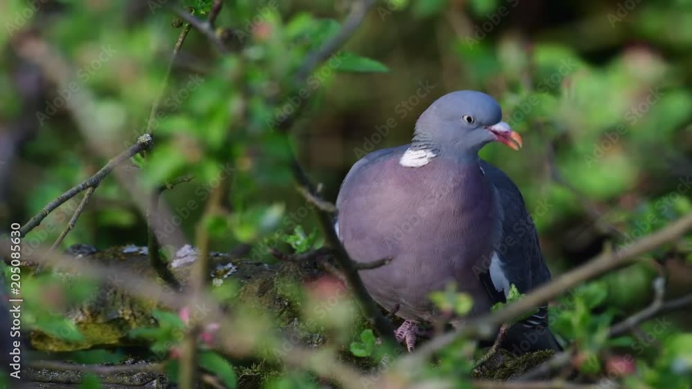 Woodpigeon sit in the apple tree and look, spring, (columba palumbus) Woodpigeon sit in the apple tree and look, spring, (columba palumbus)